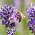Gesunde Kraft aus deutschen Wäldern: Wildbeeren und ihre Wirkungen
