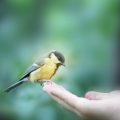 Biologischer Anbau von Heilkräutern: So geht nachhaltiger Gartenbau