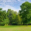 Heilpflanzenwissen aus dem Klostergarten: Hildegard von Bingen und ihre Schätze
