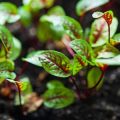 Heilpflanzen-Tee bei Magen-Darm-Problemen: Altbewährte Hausmittel aus der Natur