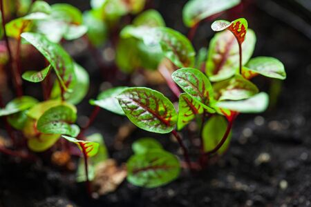 Heilpflanzen-Tee bei Magen-Darm-Problemen: Altbewährte Hausmittel aus der Natur
