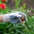 Pflanzenheilkunde als Bestandteil der Naturheilkunde: Tradition, Wirkung und Anwendung im Alltag