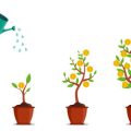 Melisse, Johanniskraut und Co.: Welche Heilpflanze hilft bei Stress und Schlafproblemen?