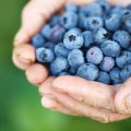 Regionale Superfoods: Wie du deutsche Superfoods in deine Ernährung integrierst