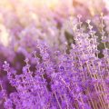 Lavendelöl in der Aromatherapie: Wissenschaftliche Erkenntnisse und Praxistipps