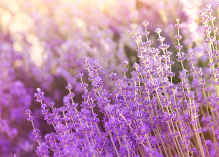 Lavendelöl in der Aromatherapie: Wissenschaftliche Erkenntnisse und Praxistipps