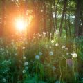 Wildkräuter im Garten erkennen und sicher nutzen