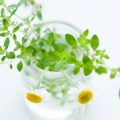 Heilkräuter für das Immunsystem: Stärkung mit Pflanzenkraft