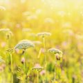 Naturkosmetik aus dem Garten: Rezepte und Anwendungsmöglichkeiten