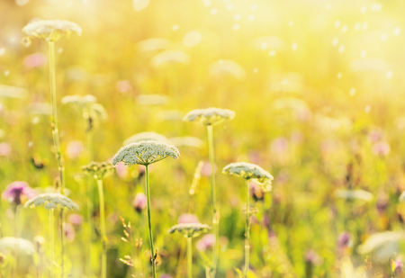 Naturkosmetik aus dem Garten: Rezepte und Anwendungsmöglichkeiten