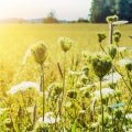 Bachblütentherapie: Historie, Anwendungsgebiete und Kontroversen in der deutschen Ganzheitsmedizin