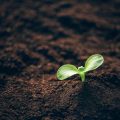 Kreative Gartengestaltung mit Heilpflanzen: Ästhetik und Nutzen verbinden